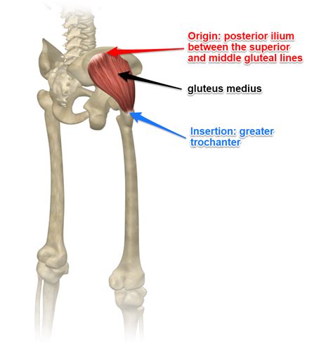 Gluteus Medius Muscle Its Attachments And Actions Yoganatomy Yoga My