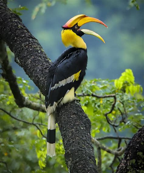 Indian Wildlife Official🇮🇳 On Instagram Indian Great Hornbill