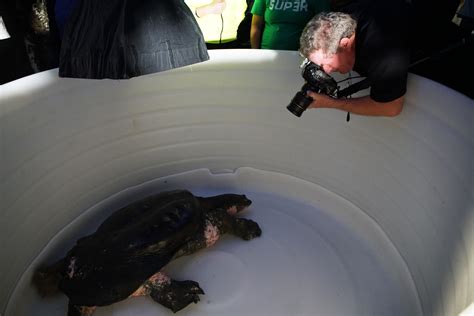 Worlds Largest Freshwater Turtle