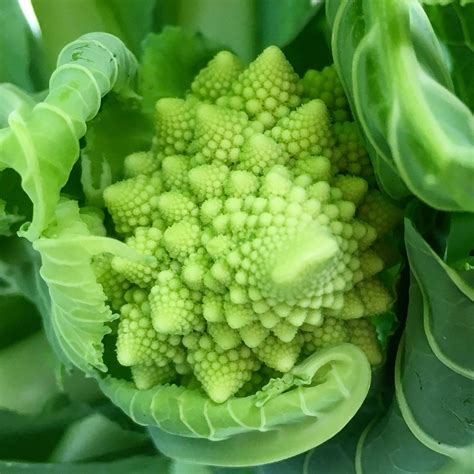 Romanesco Cauliflower Taka Vegetable