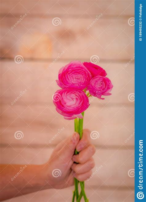 Women Hand Holding A Bouquet Of Pink Mondial Roses Variety Studio Shot