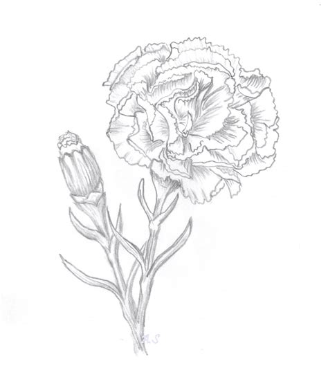 Promote pngtree on your website, blog or social media channel. Alexandra's Art & Papercraft: Carnation Digi sketch