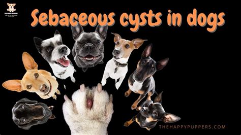 Sebaceous Cysts In Dogs The Happy Puppers