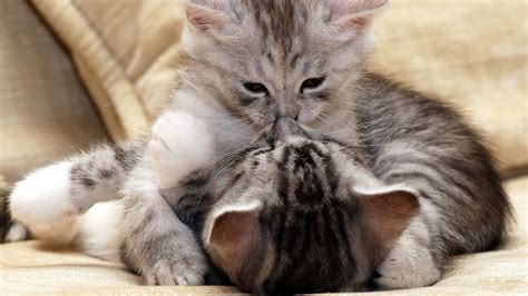 two gray tabby cat kittens hugging funny cat hd funny cat wallpapers hd wallpapers id 76725