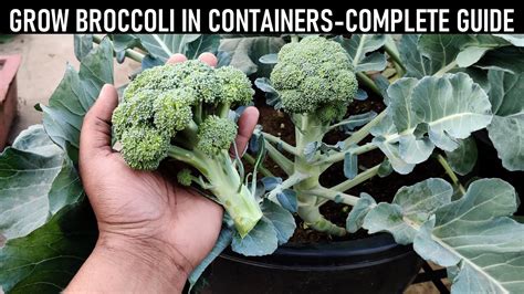 How To Grow Broccoli At Home Seed To Harvest Youtube