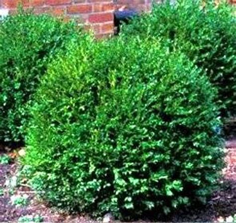 Growing And Caring For Boxwood Shrubs Garden Design