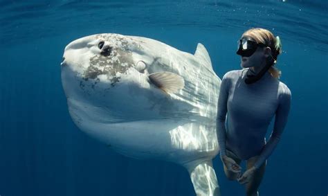 Amazing Footage Of Divers Swimming With Ocean Sunfish Awareness Act