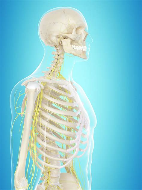 Human Nervous System Photograph By Sciepro Fine Art America