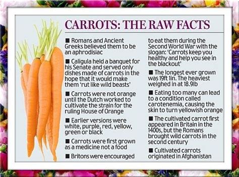 5 Wissenswertes über Karotten Lebensmittelrezepte 2024