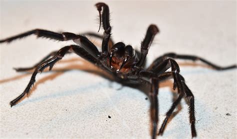 The Worlds 14 Most Dangerous And Venomous Spiders You Should Avoid At