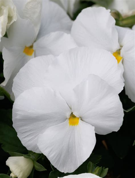 Pansy F 1 Majestic Giant Ii Sunny View Seeds Buy Seeds Bulbs