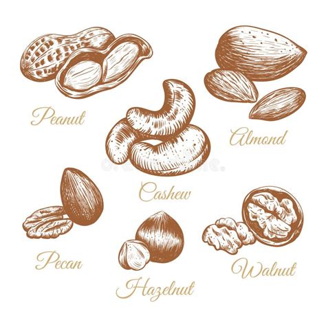 Nuts Vector Collection Stock Vector Illustration Of Icon 117509378