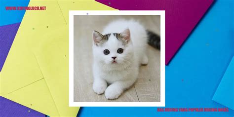 Kucing Bogel Pemilik Keunikan Dan Pesona Yang Menawan Kucing Lucu Net