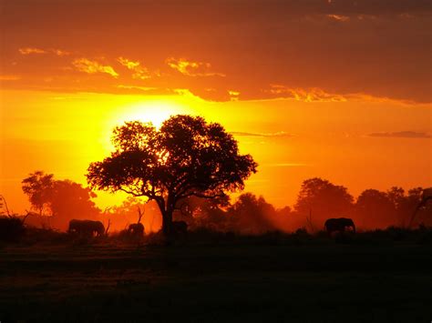 African Sunset Pictures Critical Insight Group