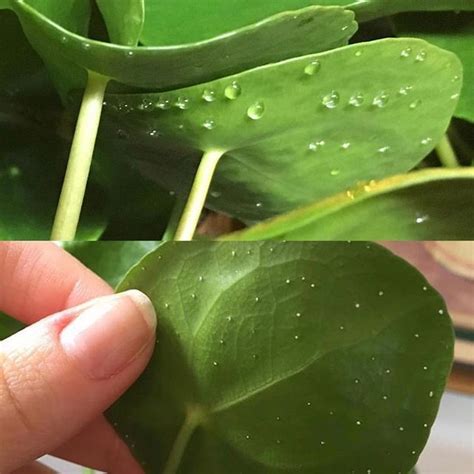 Is this a disease or a nutrient deficiency? Worried about the white dots on n the back of your pilea ...