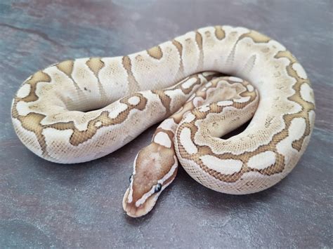 Bamboo Ball Python Morph Facts Appearance Pictures And Care Guide