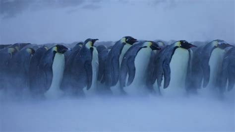 Bbc Earth In The Frigid Antarctic Winter Emperor Penguins Get Too Hot