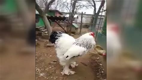 This Big Chicken Video Isnt Fake But It Is Scary Abc7 Los Angeles