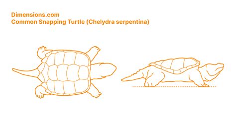Common Snapping Turtle Chelydra Serpentina Dimensions And Drawings