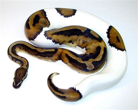 Piebald Ball Python Want One So Bad Pet Snake Pretty
