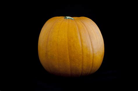 Fresh whole pumpkin - Free Stock Image