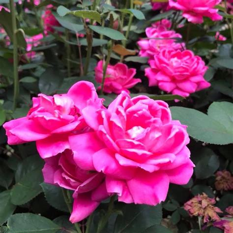 Knock Out® Double Pink Rose Plants for Sale | Free Shipping