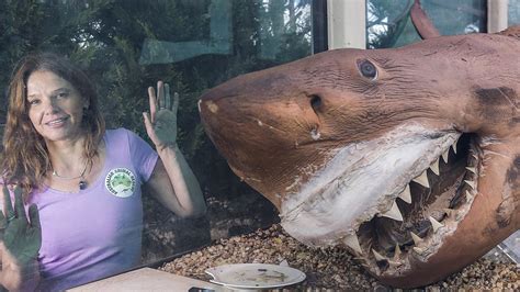 Preserved Great White Shark Moved From Abandoned Gippsland Wildlife Park The Advertiser