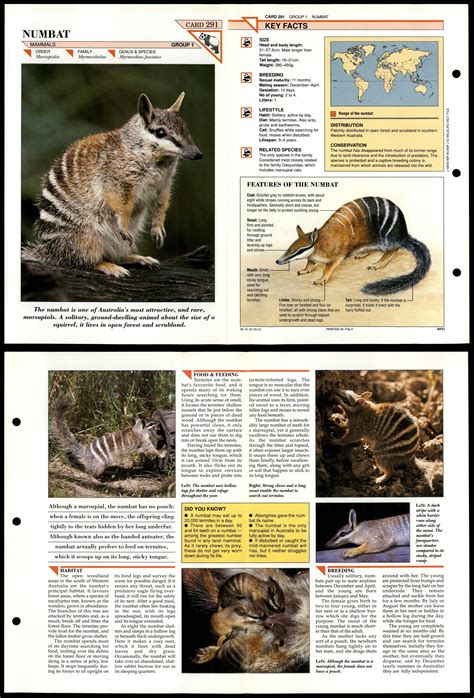Numbat 291 Mammals Wildlife Fact File Fold Out Card
