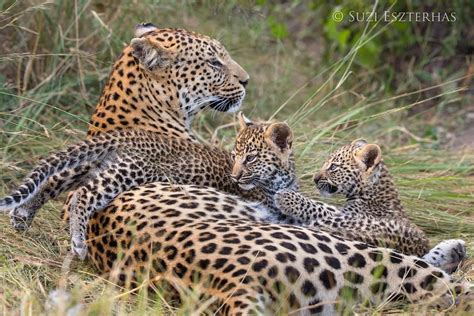 Suzi Eszterhas Photography “leopard Mother Resting With Seven Week Old Cubs At Thejaoreserve In