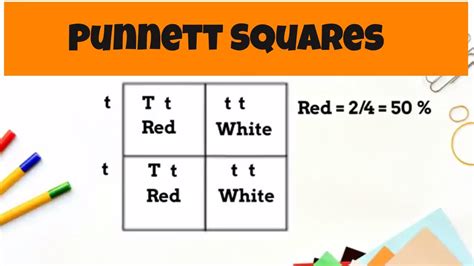 An amusing use of a word or phrase that.: Punnett Square Basics ( monohybrid cross) - YouTube