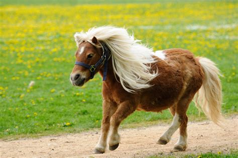 Shetland Pony brutally stabbed to death in West Lothian field – The