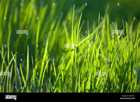 Long Sunlit Meadow Grass Scotlanduk Stock Photo Alamy