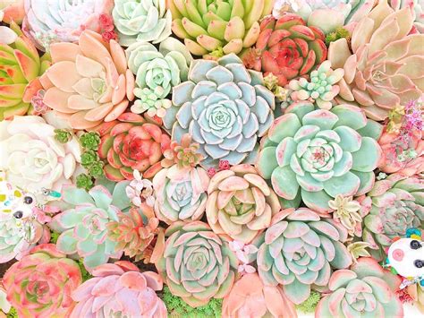 Pink Succulent Desktop Wallpaper Hd To 4k Quality All Ready For Download
