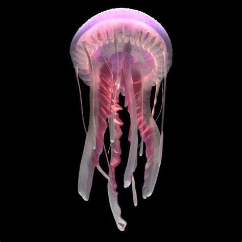 3d Model Purple Striped Jellyfish Pelagia Noctiluca Turbosquid 1443728