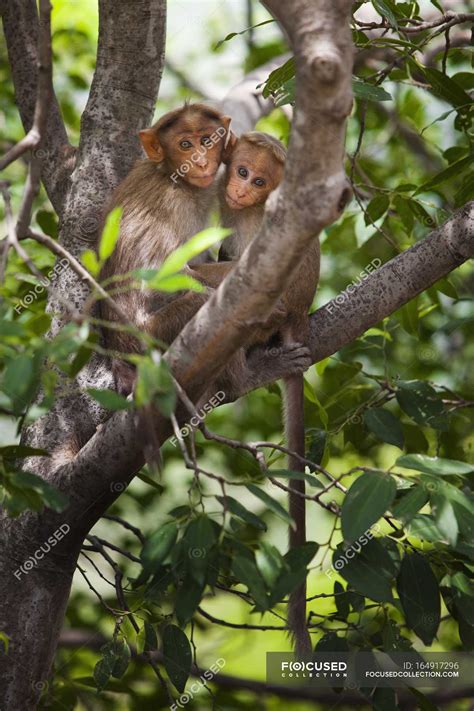 Two Monkeys Sitting — Nature Vitality Stock Photo 164917296