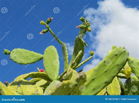 Opuntia Green Prickly Pear Cactus Desert Plants Close Up Royalty Free