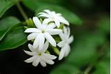 Pictures of Picture Of Jasmine Flower