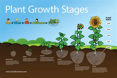 Sunflower Life Cycle Stages Shara Barrera