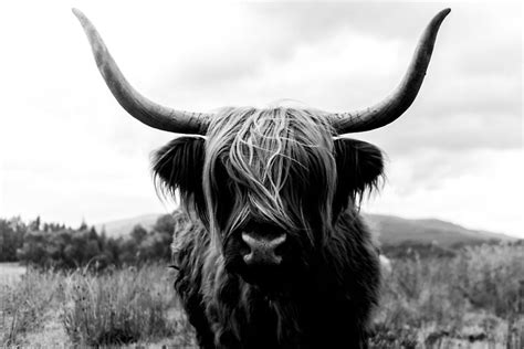 Scottish Highland Cattle Black And White Animal Photography By