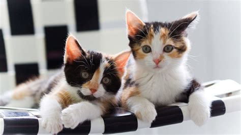 A calico cat is a particular pattern that can occur in a variety of different breeds. Why Are Calico Cats Almost Always Female (and Always Look ...