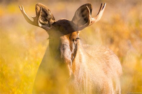 Young Moose Denali National Park Alaska Grant Ordelheide Photography