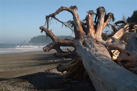 This Tree Looks Like A Persons Hand Olympic National Park Washington