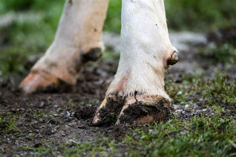 Premium Photo Cows Feet In The Farmyard