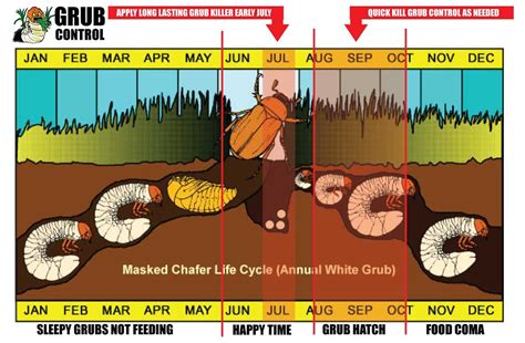 Grub Control Calendar Japanese Beetles Summer Drought Grubs