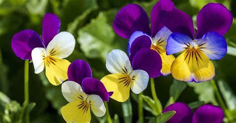 39 Of The Best Violet Varieties Gardeners Path