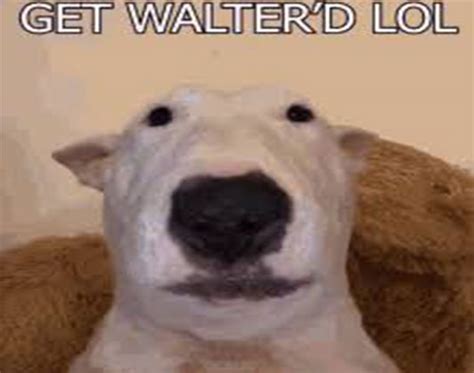 Top 20 Latest Walter Dog Meme To Make You Laugh Kent Info