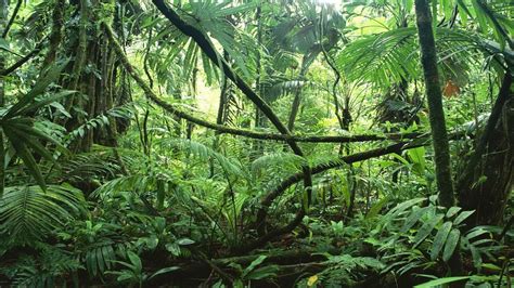Lianas In Interior Of Lowland Rainforest La Selva Biological Station