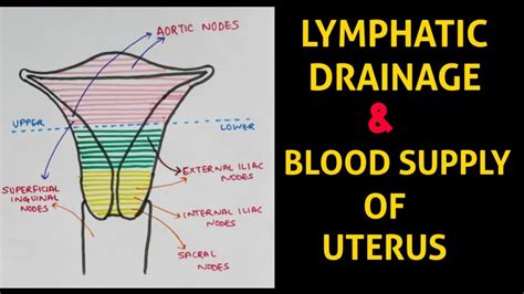 Uterus 4 Lymphatic Drainage And Blood Supply Abdomen Youtube