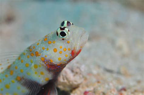 Orange Spotted Goby Fish And Coral Store