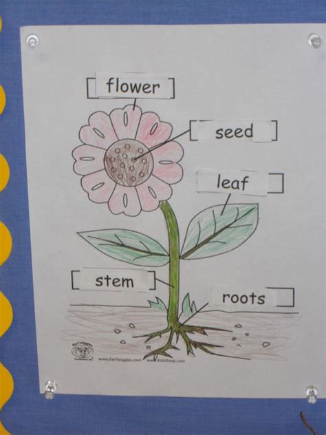 There are many different types of flowers, however they all have four basic parts; My Montessori Journey: Parts of a Plant